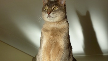 Spreekbeurt: Egyptische katten