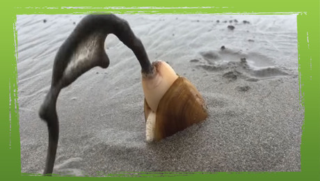 Schelpdier graaft zich in