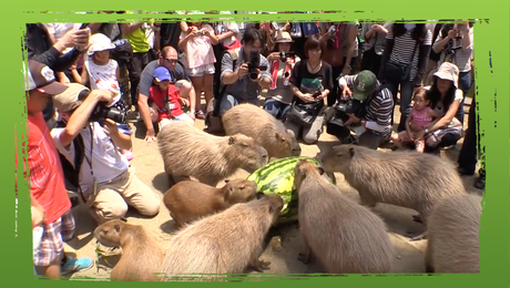 Capibara VS grote watermeloen