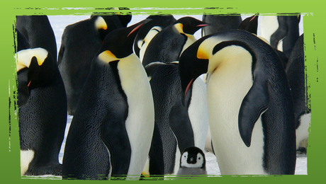 Wereldrecord: langste duik van een pinguïn 