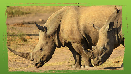 Bedreigde diersoorten: de neushoorn