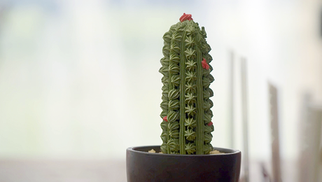 Cactus opspuiten